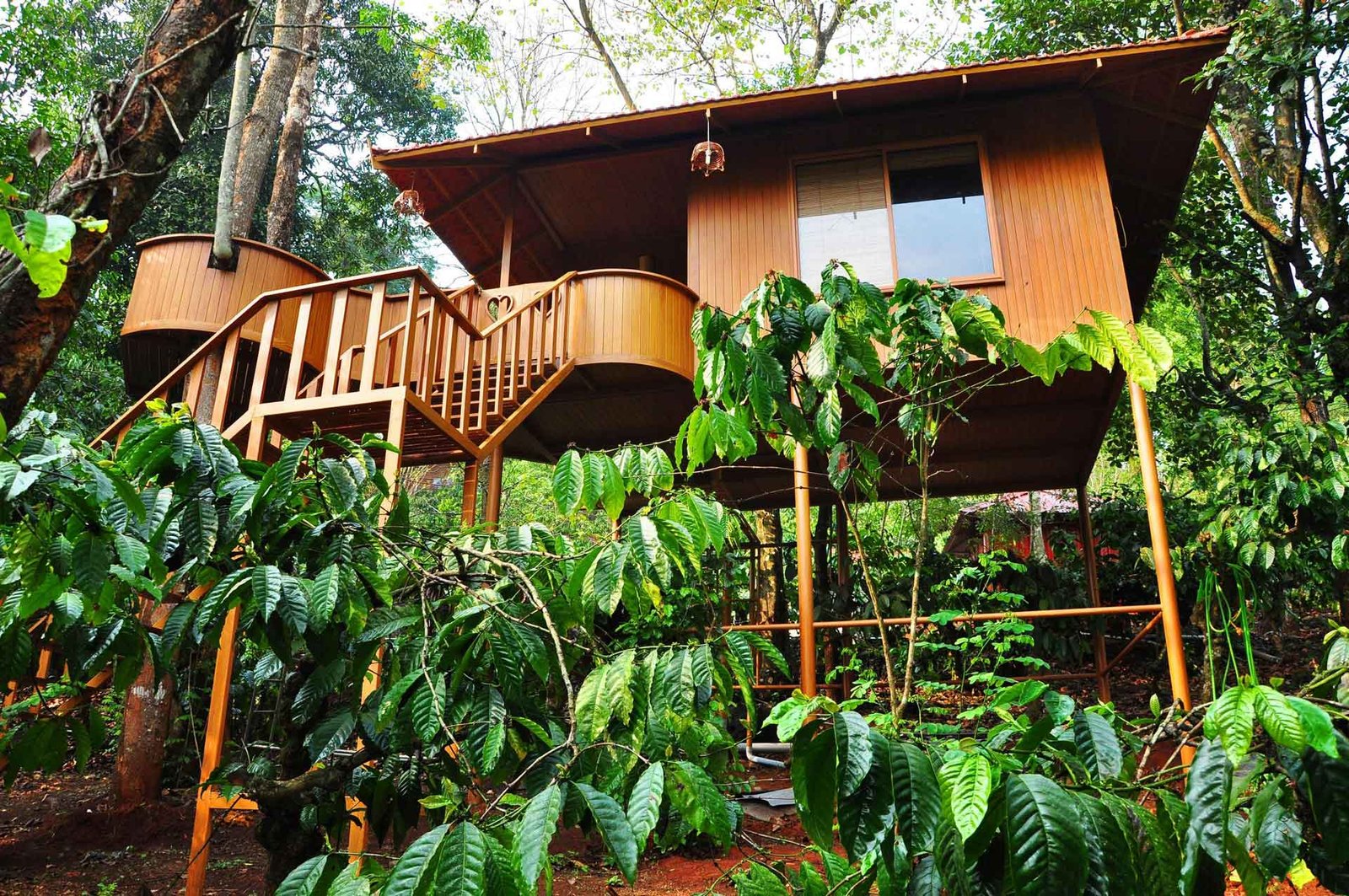 Lush Green Tea and Coffee Estates